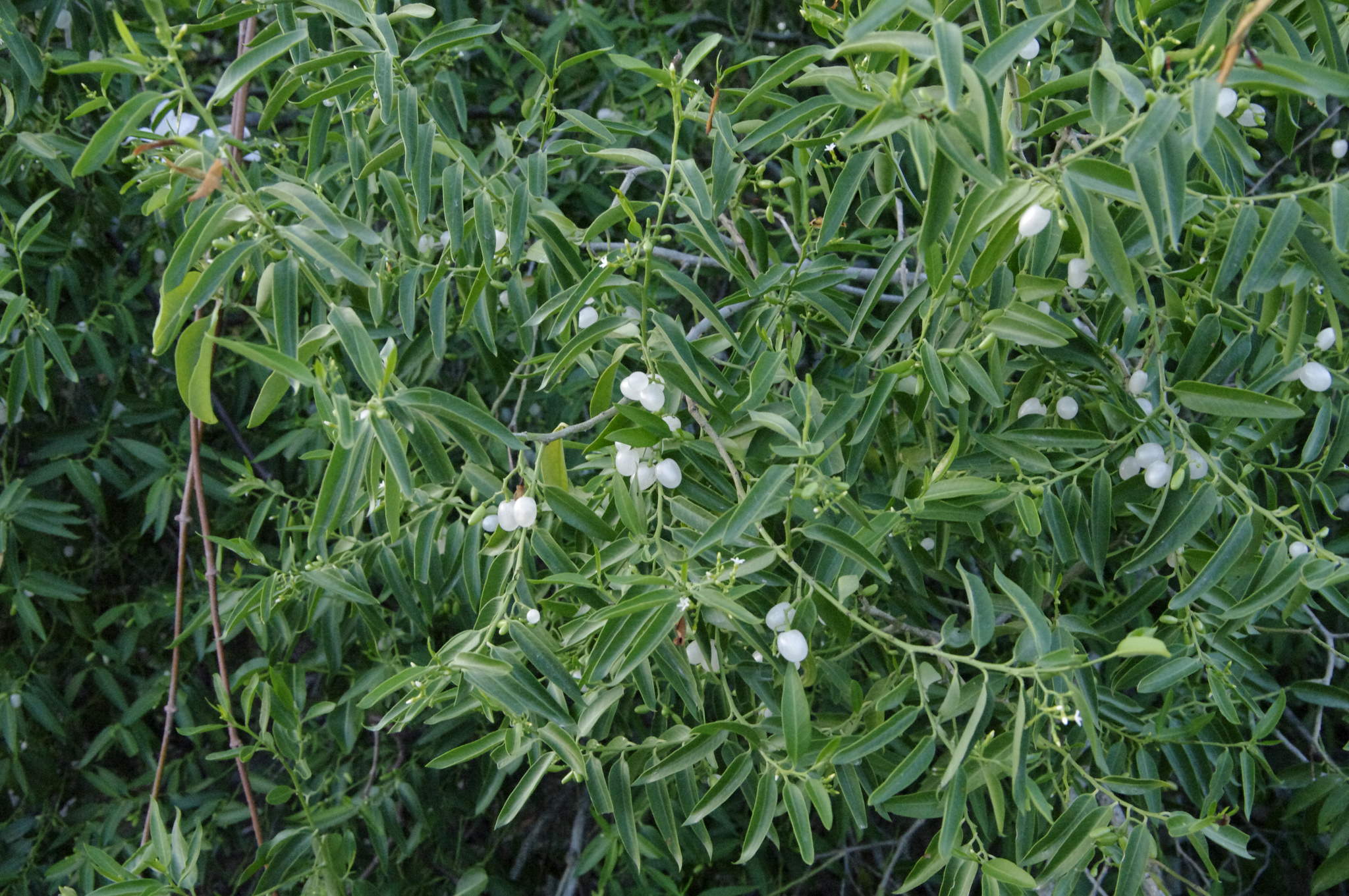 Vallesia glabra